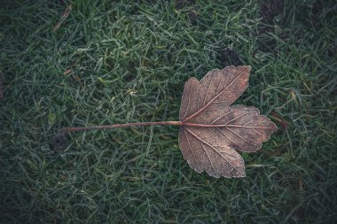 Soğuk bir günde donmuş akçaağaç yaprağı