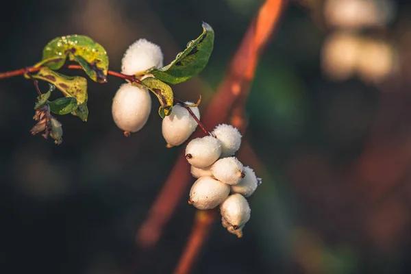 Witte snowberries op een tak — Stockfoto