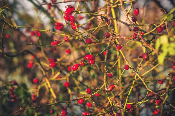 Red Rosa Rugosa plant met spikes — Stockfoto