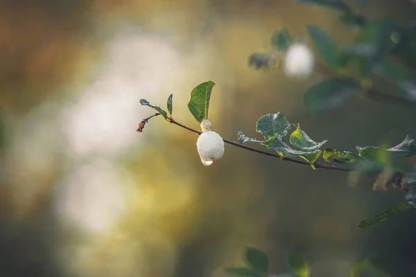 Snowberry 小さな小枝に掛かっています。 — ストック写真