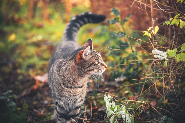 Kat wandelen in een tuin — Stockfoto