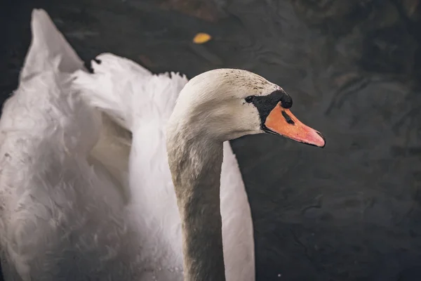 Close-up of a white swan in dark water — Stock Photo, Image