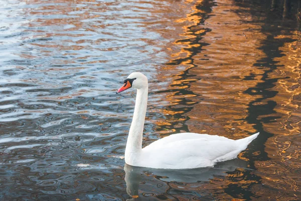 Cisne branco nadando em um lago — Fotografia de Stock