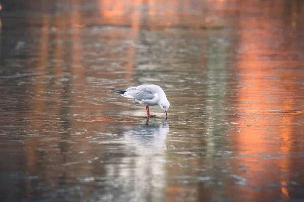Gaviota buscando comida en un lago congelado — Foto de Stock