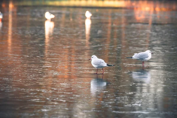 Bird wildlife on a frozen lake — Stock Photo, Image