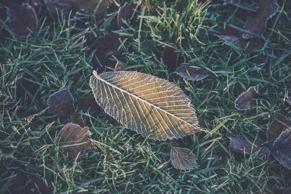 Frost üzerindeki donmuş yaprak — Stok fotoğraf