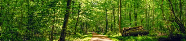 Route dans une forêt idyllique — Photo