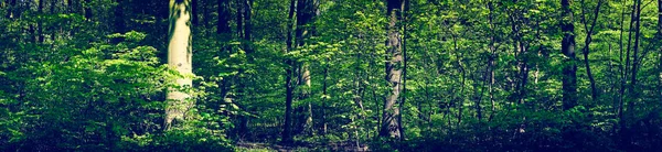 Paesaggio verde della foresta in panorama — Foto Stock