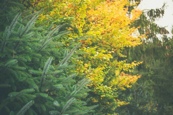 Sarı ve yeşil renklerde bir ormandaki ağaçlar — Stok fotoğraf