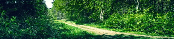 Panorama paesaggio in una foresta danese — Foto Stock