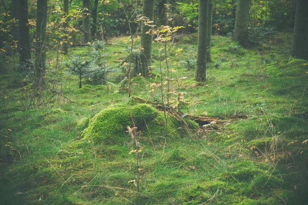 Dřevěné srubové s zeleným mechem — Stock fotografie
