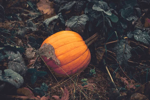 Orange pumpkin in a garden on a rainy day — Stock Photo, Image