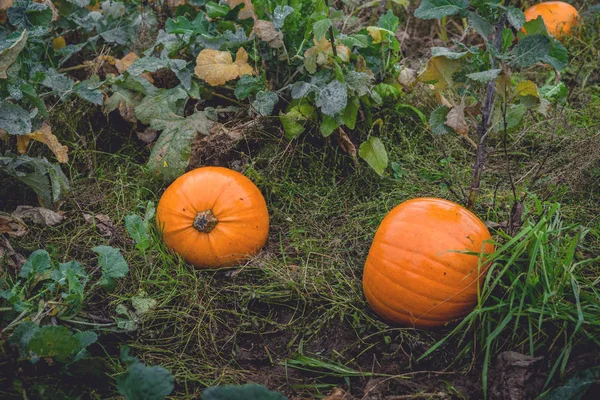 Garden in the fall with orange pumpkins — Stock Photo, Image