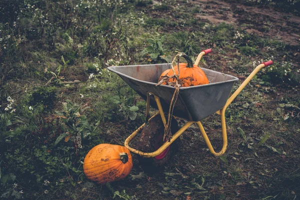 Pumkin harvest with a wheelbarrow — Stock Photo, Image