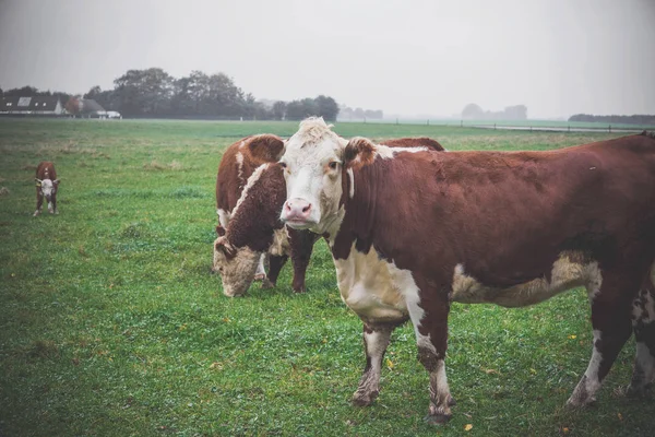 Hereford-Kuh schaut hinaus — Stockfoto