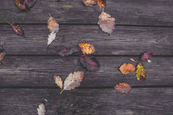 Kleurrijke herfst bladeren in de herfst — Stockfoto