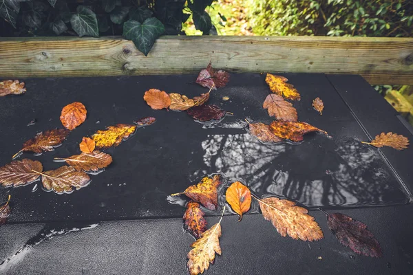 Herfstbladeren in een plas na de regen — Stockfoto