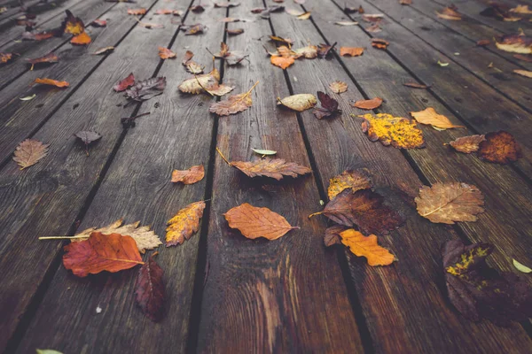Herbstzeit mit bunten Herbstblättern — Stockfoto