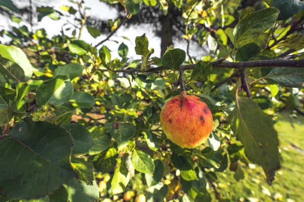 Manzana haning en un árbol en el otoño — Foto de Stock