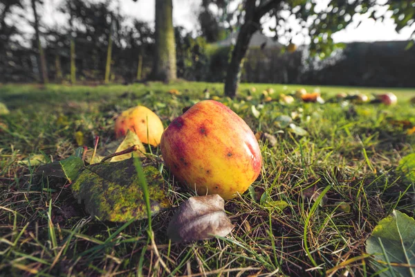 Jablka v barvách podzimu v zahradě — Stock fotografie