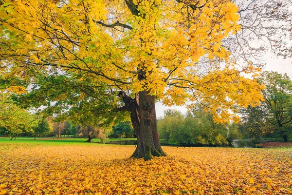 Velký strom v parku na podzim — Stock fotografie