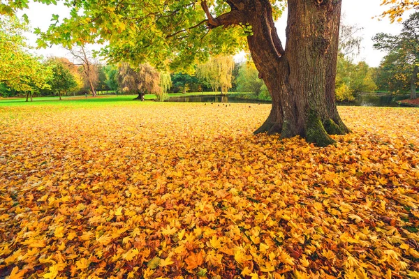 Autumn klonowe listowie w kolorach żółtym — Zdjęcie stockowe