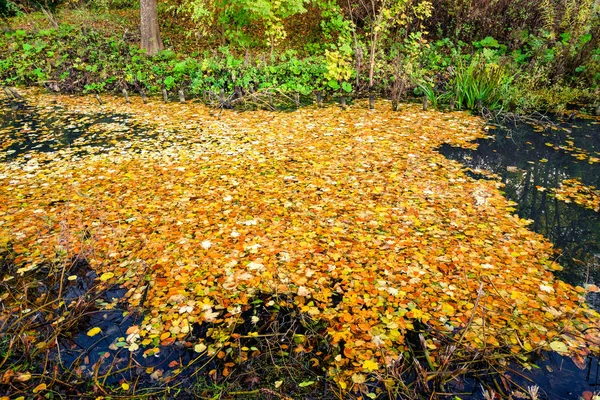 Lago cubierto de coloridas hojas de otoño — Foto de Stock