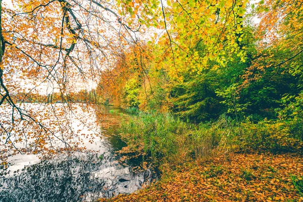 Осенний пейзаж с большой веткой — стоковое фото