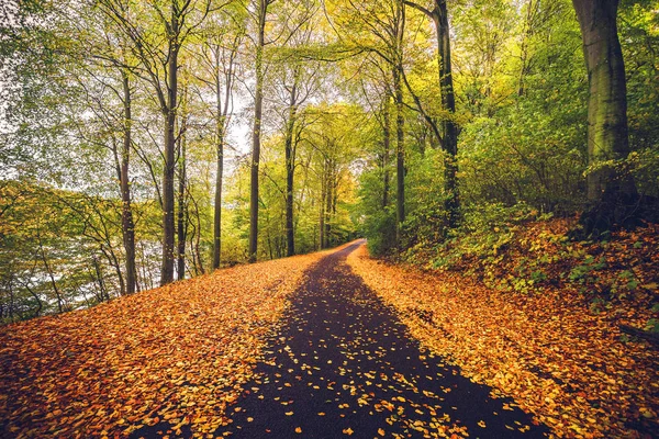 Forest trail covered with golden autumn leaves — Stock Photo, Image