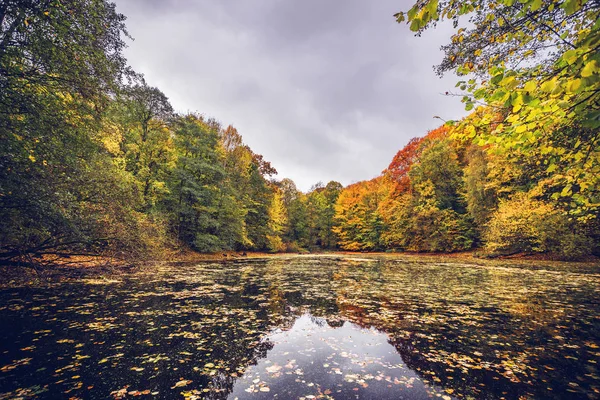 Jezero s podzimní listí — Stock fotografie