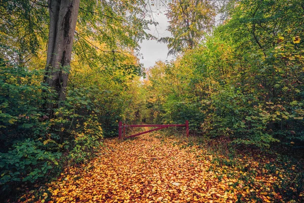 Outono na floresta com um portão vermelho — Fotografia de Stock