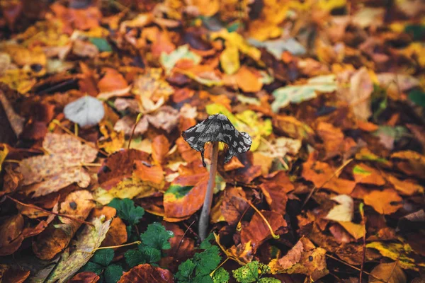 Копрінопсис пікасея гриб в лісі — стокове фото