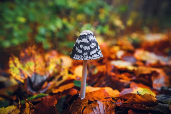 Coprinopsis picacea mushroom in the autumn — Stock Photo, Image