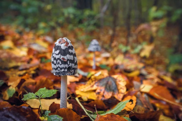 Coprinopsis picacea mushrooms in a autumn scenery — Stock Photo, Image