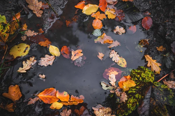 Podzimní louži po dešti — Stock fotografie