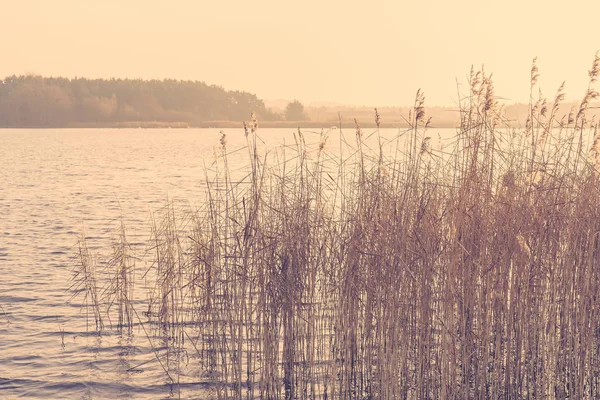 Reed por um lago no nascer do sol da manhã — Fotografia de Stock