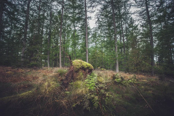 Skogen i höst med grön mossa — Stockfoto