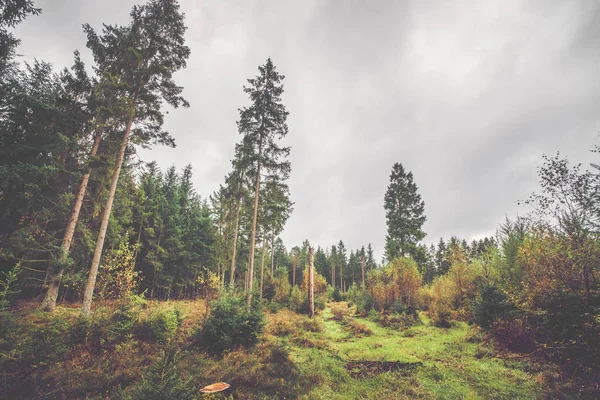 在秋天的斯堪的纳维亚森林 — 图库照片