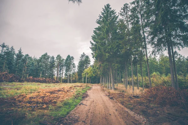 Szlak przez las jesienią — Zdjęcie stockowe