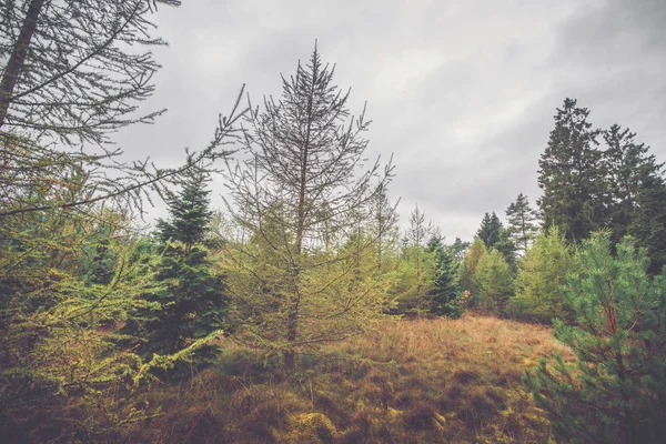 Скандинавские леса осенью — стоковое фото