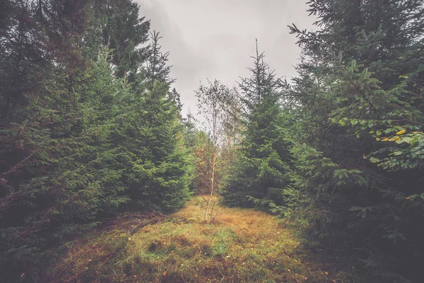 Einzelne Birke in einem Kiefernwald — Stockfoto