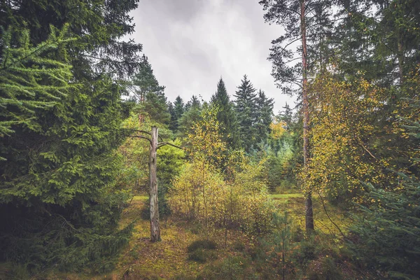 Barenaked Baum in einem Wald mit bunten Bäumen — Stockfoto