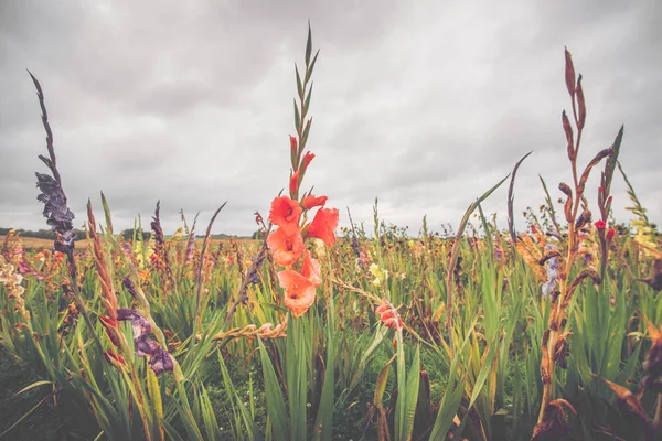 Kolorowe kwiaty na polu przy pochmurnej pogodzie — Zdjęcie stockowe