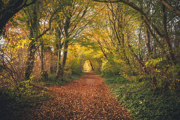 Sagoskog i höst — Stockfoto