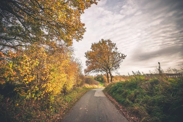 Árboles en colores otoñales por un sendero natural —  Fotos de Stock