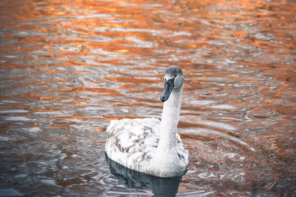 Cisne Bonito Cygnet Com Penas Brancas Bico Cinza Água Escura — Fotografia de Stock