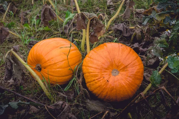 Two Large Pumpkins Orange Color Autumn — Stock Photo, Image