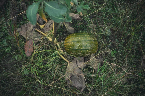 月の庭で緑のカボチャ — ストック写真