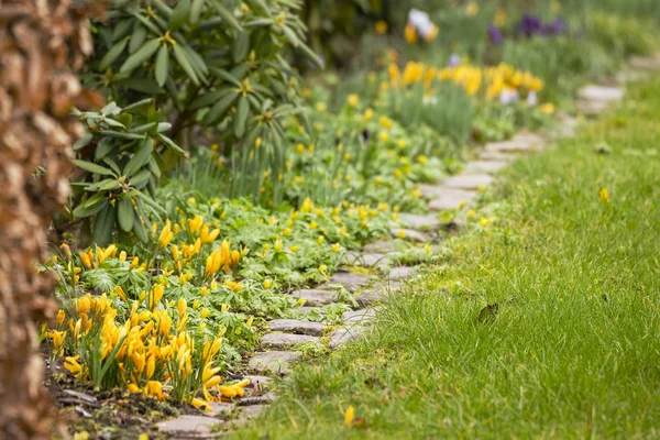 Vårblommor Trädgård Vackra Våren Färger Med Krokus Och Eranthis Blommor — Stockfoto