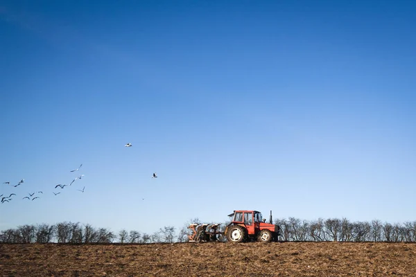 Trekker Rijden Een Veld Met Een Ploeg Vogels Zijn Zoek — Stockfoto